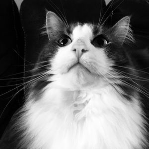 Meet your Posher, Rhonda